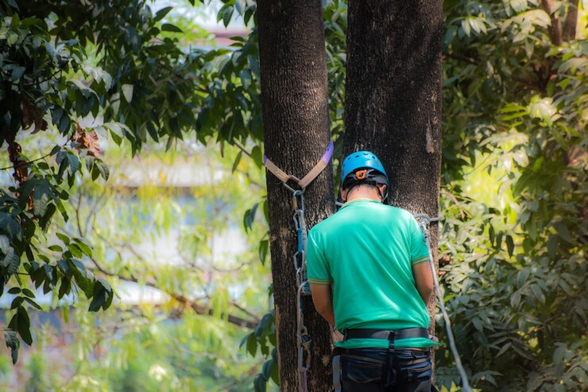 Tree Surgeons